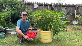 Grow GIANT Pepper Plants for Huge Harvests [upl. by Acirrej]