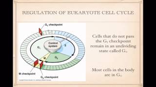 Regulation of Cell Cycle [upl. by Nilrah]