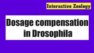 Dosage compensation in Drosophila [upl. by Kotz]