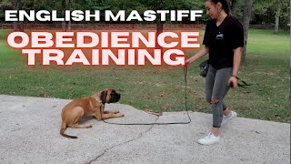 English Mastiff Puppy Training [upl. by Eendys]