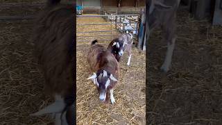 Toggenburg breeding billy  بکروں کی جوڑی shorts viralvideo [upl. by Morten548]