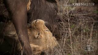 The Othawa young male Majingilane son Mapogo grandson and lionesses hunting a buffalo [upl. by Ddot101]