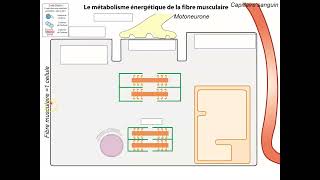 Bilan Origine ATP [upl. by Rebna]