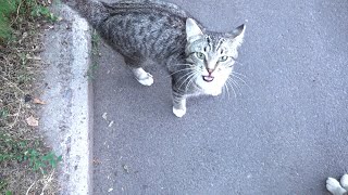 Only tabby cat meowing early morning [upl. by Nunciata]