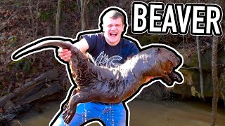 I Trapped MASSIVE BEAVERS for the First Time 40 Pounds [upl. by Othe]