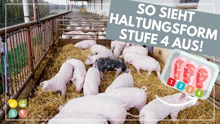 Glori goes Tierwohl  Die Haltungsform hinter dem Fleischlabel  Stufe 4  Premium [upl. by Aleacin539]