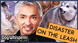 What Makes A Dog Over Protective  Full Episode  S9 Ep4  Dog Whisperer With Cesar Millan [upl. by Cindee]