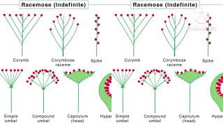 inflorescence Racemose amp cymose inflorescence [upl. by Akemak]