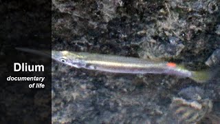 Silver halfbeak Dermogenys pusilla [upl. by Peednama742]