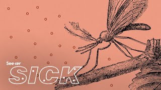 What Does Malaria Do to the Human Body [upl. by Aihsikal]