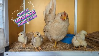 Mini Chicken Update Serama Chick Update 2024  Second Batch This Year  Tiny Chickens serama [upl. by Season]