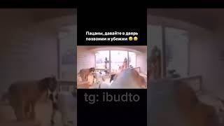 Ну пхд жиза всех пациков😃 рекомендации мем юмор прикол реки проколы звонок дверь пранк [upl. by Derte]