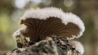 4K Schizophyllum commune Mushroom Identification [upl. by Llemart]