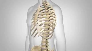 Lumbar Spinal Stenosis  Patient Animation [upl. by Llehcar258]