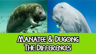 Manatee amp Dugong  The Differences [upl. by Animar]