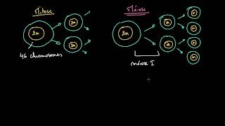 Comparaison entre mitose et méiose [upl. by Gutow]