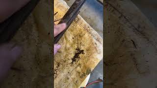 Tales of a Dirty Gun part 3 Brunswick Rifle Cleanup and Restore [upl. by Lopes]