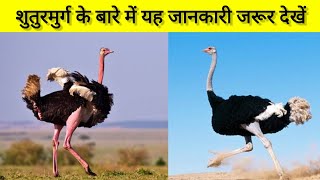 शुतुरमुर्ग के बारे में रोचक तथ्य Ostrich Fact About in hinditrending ostrich [upl. by Michel]