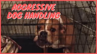 Aggressive Dog Handling Solid K9 Training [upl. by Alard]