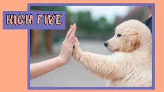 How to Teach a Dog to Do High Five  Fun and Easy Dog Tricks [upl. by Annaynek821]