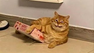 FUNNY CATS MEMES COMPILATION V36 [upl. by Landbert]