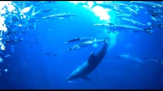 Dauphins contre barracudas dans la resèrve maritime de BanyulsCerbère [upl. by Hayott]