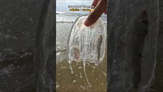 Nature’s wonders Saved Venomous snake amp jellyfish 😱 [upl. by Aroc]