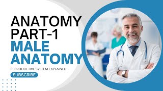 Anatomy of the Male Reproductive System Explained  Male Reproductive Health [upl. by Renita]