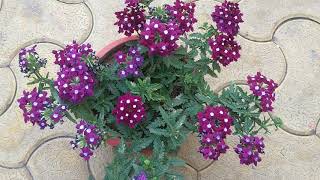 Complete Guide For Verbena Plant  Verbena Plant Care  Summer Care Of Verbena [upl. by Vallery]