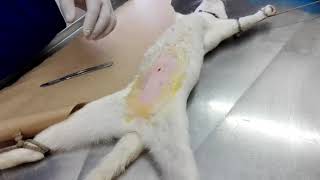 Esterilización de gata  OVH FELINA Parte 1 En memoria de Ricardo Jordan [upl. by Essila]