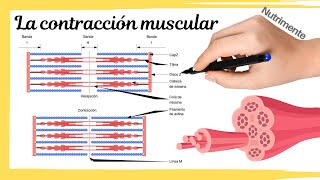 Fisiología Músculo esquelético  Mecanismo de contracción muscular  Parte 2 [upl. by Derayne]