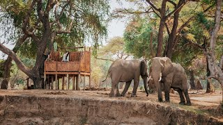 Elephant Encounters at Old Mondoro  The Loo with a View at Remote Zambian Bush Camp [upl. by Leile633]