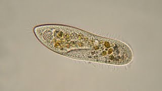 Observation microscopique dun organisme unicellulaire la Paramécie🦠 [upl. by Stefanie]