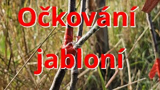 Očkování jabloní testy pokusy tree garden homemade [upl. by Royo]