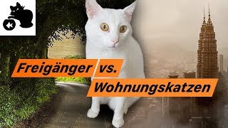 🔥Freigänger Katze vs Wohnungskatzen  Katzenhaltung Vorteile  Nachteile [upl. by Doniv76]