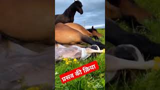 Livestock Inspector2024  प्रसव की क्रिया  Animal Reproduction shortsvideo animalhusbandary lsa [upl. by Pavia]