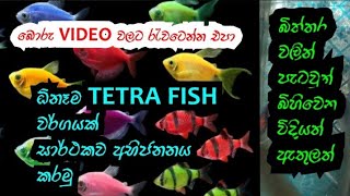 tetra fish breeding full video [upl. by Dre809]