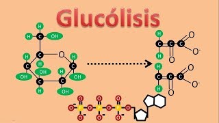 GLUCÓLISIS Respiración anaerobia [upl. by Letnuahs900]