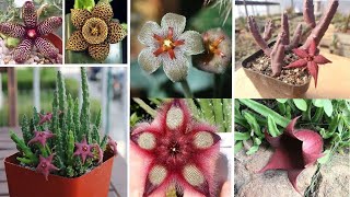 Les presento la gran belleza de las Stapelia  17 Tipos [upl. by Oiliduab833]