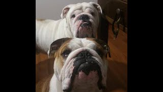 Only one Chair and Two Bulldogs [upl. by Billy]