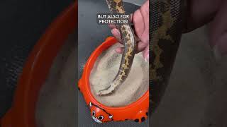 Meet the Kenyan Sand Boa A Legless Reptilian Digging Specialist [upl. by Hirst]