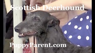 Scottish Deerhound [upl. by Lecroy]