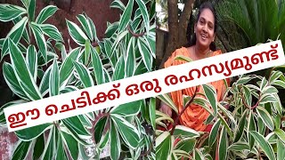 Costus speciosus variegated plant care and Easy propagation in Malayalam  crepe ginger [upl. by Mcclary]