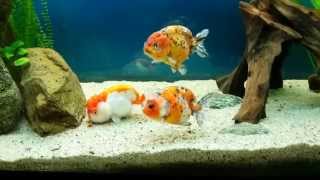 My Ranchu Goldfishs [upl. by Oznofla180]