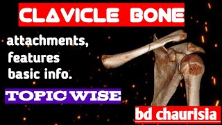 clavicle bone anatomy 3d  anatomy of clavicle bone attachments anatomy  bones of upper limb [upl. by Phemia]