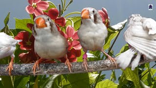 zebra finch singing [upl. by Llennaj300]