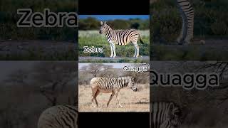 The Quagga Unraveling the Story of a Partially Striped Zebra [upl. by Womack]