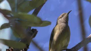 Brown Honeyeater 10 [upl. by Aldon716]