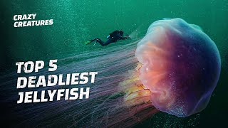 The Top 5 Deadliest Jellyfish [upl. by Edivad]