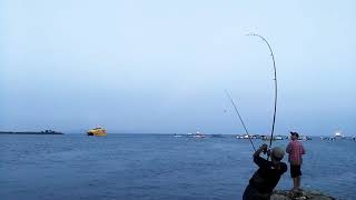 Surf Fishing  Matok Tanjung Benoa Bali  Ikan Pari Besar [upl. by Reinert]